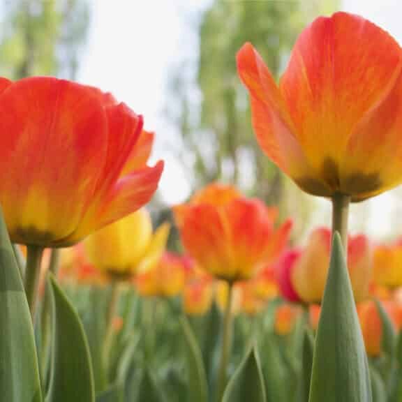 reddish-flowers