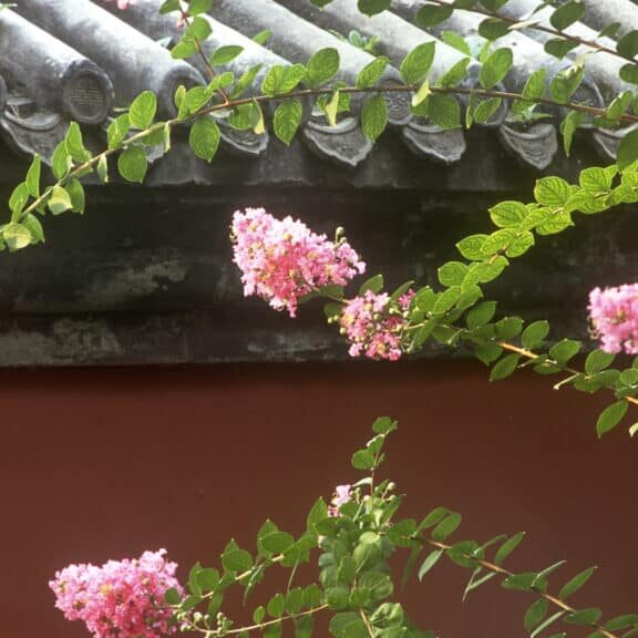 roof-with-flowers